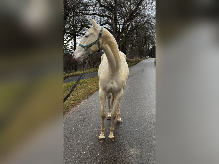 Akhal-Teke Giumenta 4 Anni 155 cm Perlino in Thalmässing