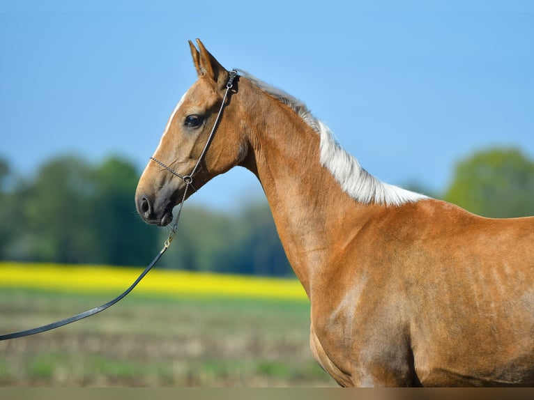 Akhal-Teke Giumenta 4 Anni 160 cm Palomino in Ovelgönne