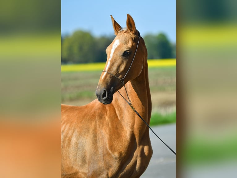 Akhal-Teke Giumenta 4 Anni 160 cm Palomino in Ovelgönne