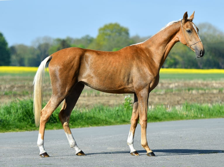 Akhal-Teke Giumenta 4 Anni 160 cm Palomino in Ovelgönne