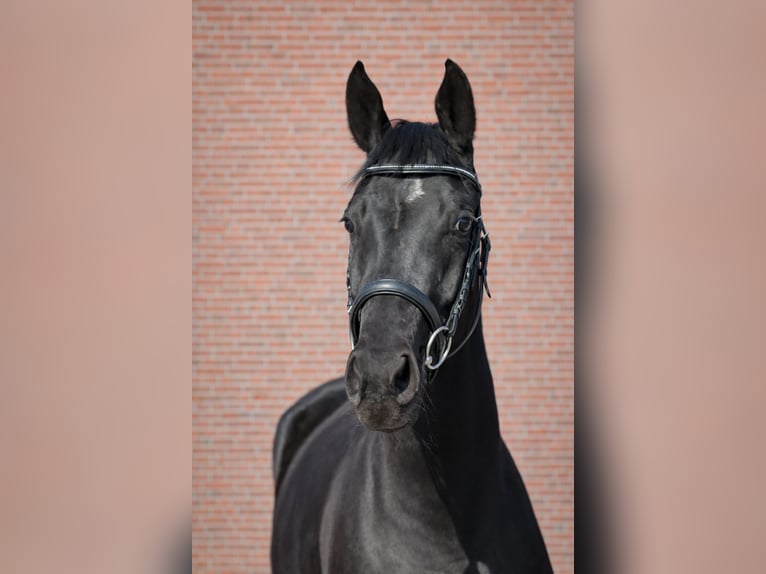 Akhal-Teke Mix Giumenta 4 Anni 161 cm Morello in Celle