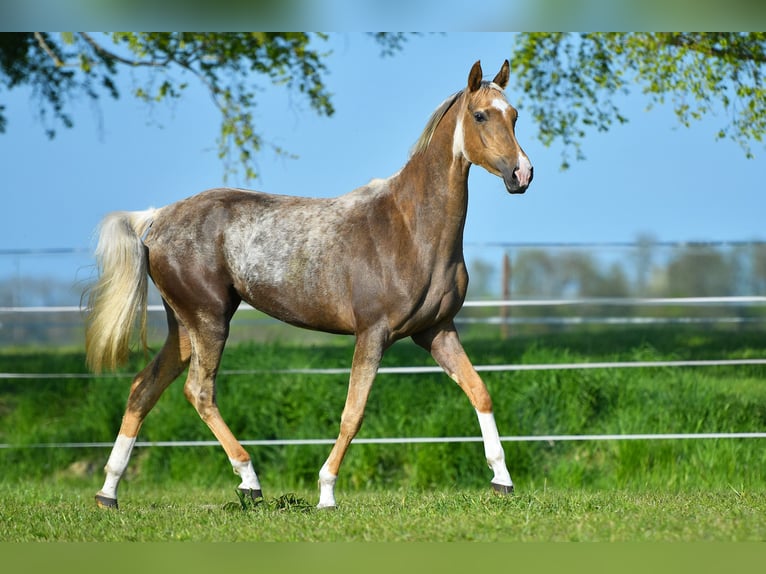 Akhal-Teke Giumenta 5 Anni 157 cm Palomino in Ovelgönne