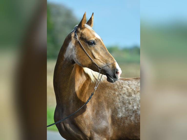 Akhal-Teke Giumenta 5 Anni 157 cm Palomino in Ovelgönne