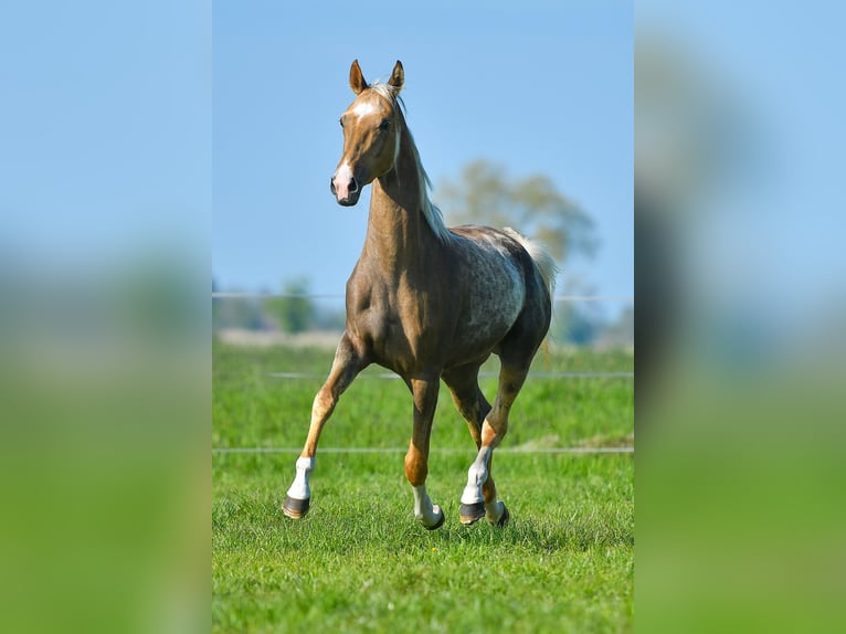 Akhal-Teke Giumenta 5 Anni 157 cm Palomino in Ovelgönne