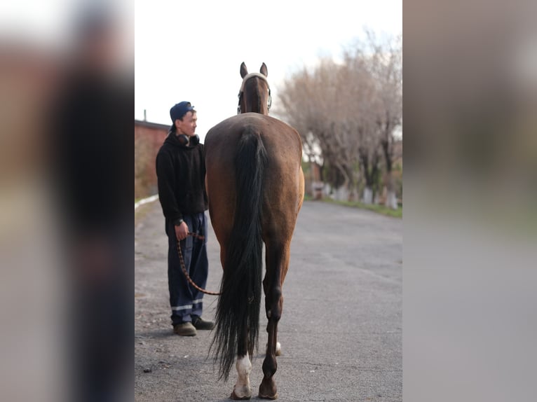 Akhal-Teke Giumenta 5 Anni 160 cm Pelle di daino in Karaganda