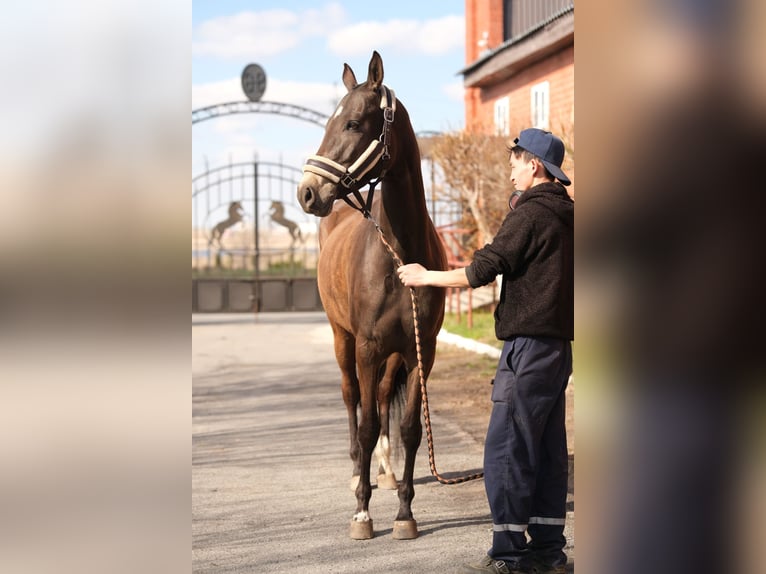 Akhal-Teke Giumenta 5 Anni 160 cm Pelle di daino in Karaganda
