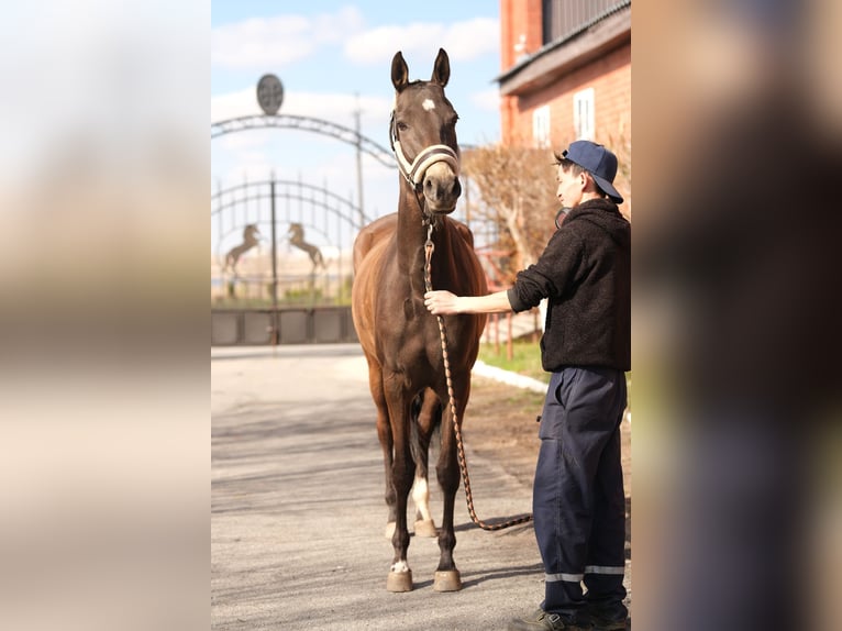 Akhal-Teke Giumenta 5 Anni 160 cm Pelle di daino in Karaganda