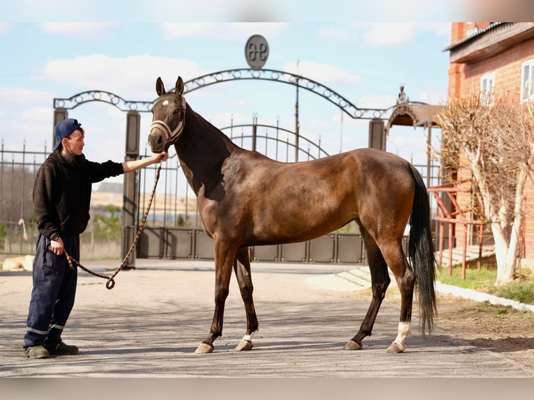 Akhal-Teke Giumenta 5 Anni 160 cm Pelle di daino in Karaganda