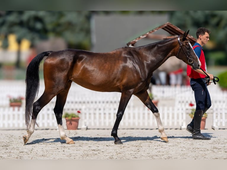 Akhal-Teke Giumenta 6 Anni 157 cm Baio ciliegia in Novo mesto