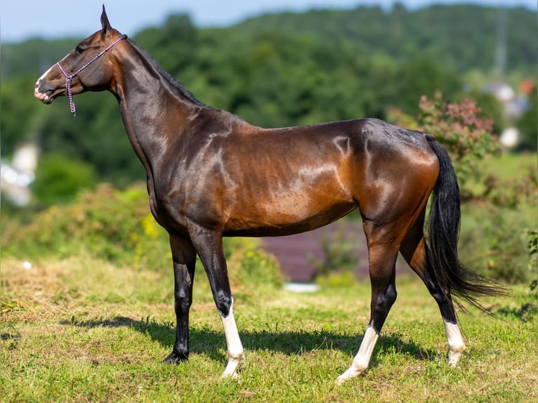 Akhal-Teke Giumenta 6 Anni 157 cm Baio ciliegia in Novo mesto