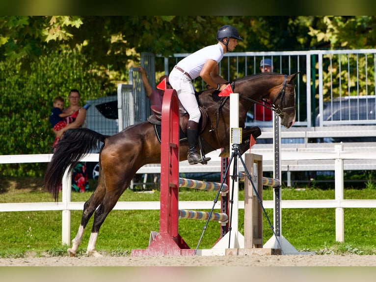 Akhal-Teke Giumenta 6 Anni 157 cm Baio ciliegia in Novo mesto