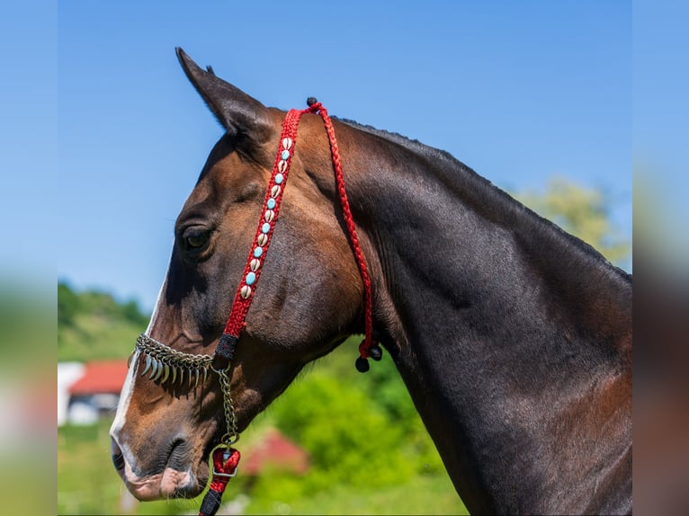 Akhal-Teke Giumenta 6 Anni 157 cm Baio ciliegia in Novo mesto