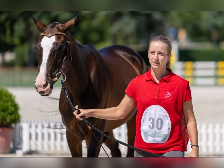 Akhal-Teke Giumenta 6 Anni 157 cm Baio ciliegia in Novo mesto