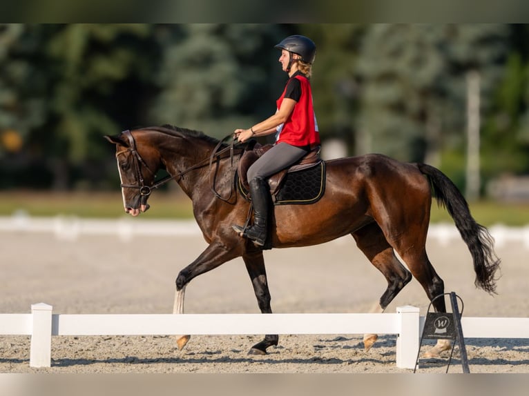 Akhal-Teke Giumenta 6 Anni 157 cm Baio ciliegia in Novo mesto