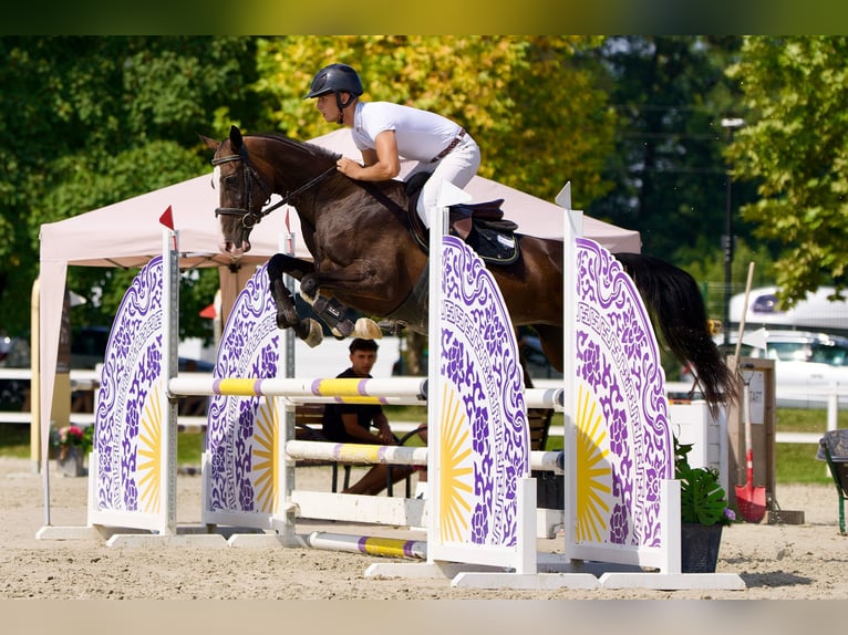 Akhal-Teke Giumenta 6 Anni 157 cm Baio ciliegia in Novo mesto