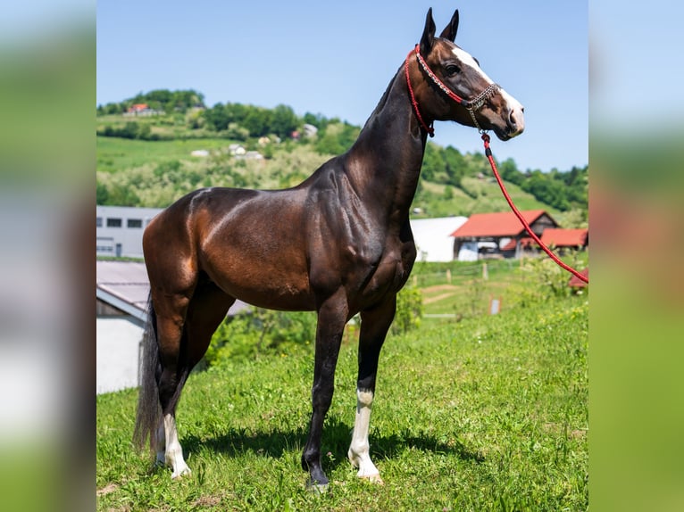 Akhal-Teke Giumenta 6 Anni 157 cm Baio ciliegia in Novo mesto