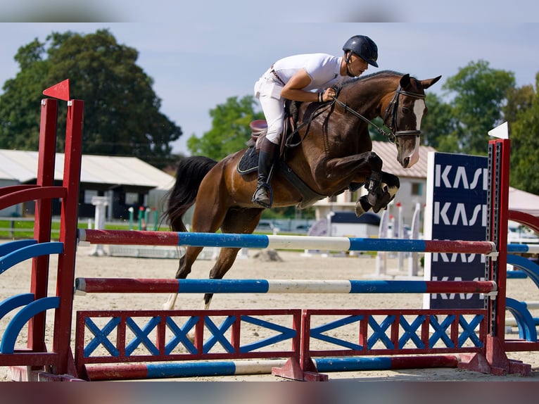 Akhal-Teke Giumenta 6 Anni 157 cm Baio ciliegia in Novo mesto