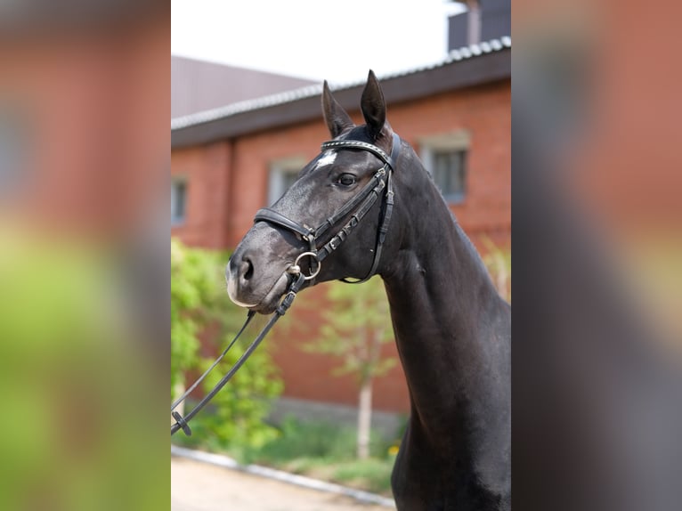 Akhal-Teke Giumenta 6 Anni 161 cm Morello in Karaganda