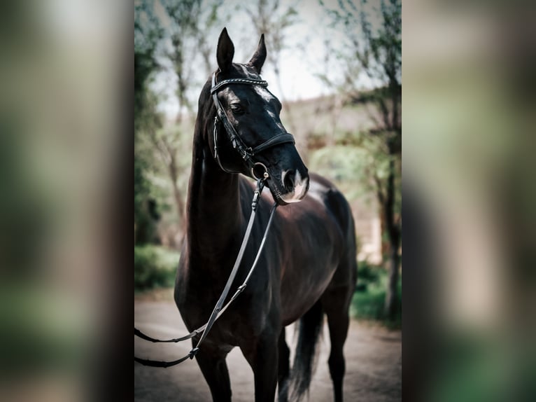 Akhal-Teke Giumenta 6 Anni 161 cm Morello in Karaganda