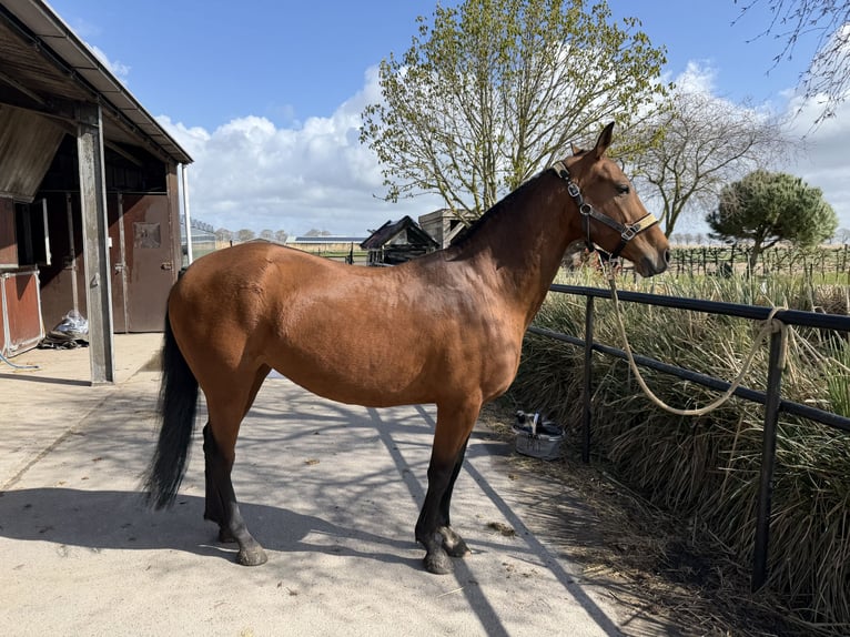 Akhal-Teke Giumenta 8 Anni 151 cm Baio in Nederland