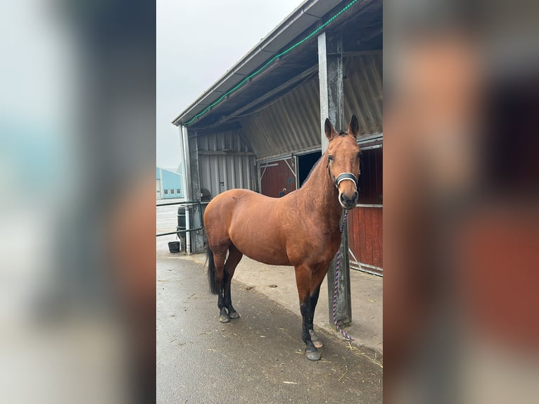 Akhal-Teke Giumenta 8 Anni 151 cm Baio in Nederland