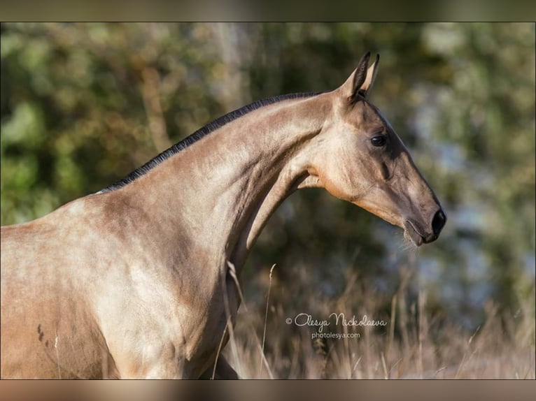 Akhal-Teke Giumenta 8 Anni 154 cm Falbo in La Chauss&#xE9;e-Saint-Victor