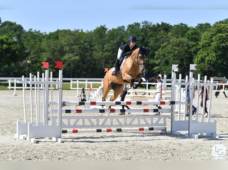 Akhal-Teke Giumenta 8 Anni 154 cm Falbo in La Chauss&#xE9;e-Saint-Victor