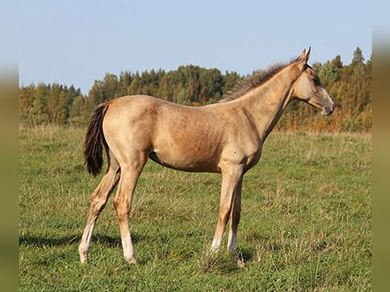 Akhal-Teke Giumenta 8 Anni 158 cm Pelle di daino in Voru