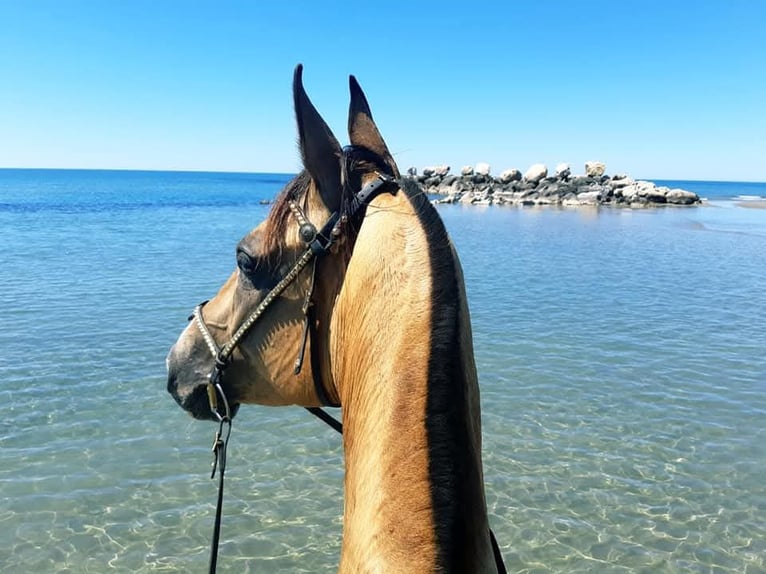 Akhal-Teke Giumenta 9 Anni 154 cm Falbo in La Chaussée-Saint-Victor