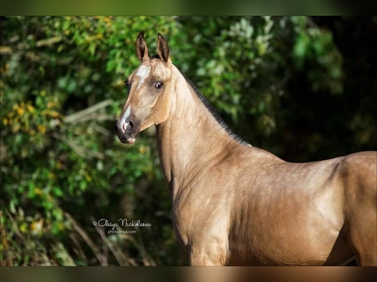 Akhal-Teke Giumenta 9 Anni 154 cm Falbo in La Chaussée-Saint-Victor