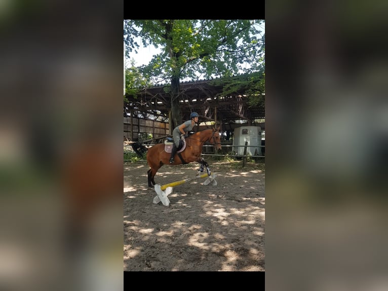 Akhal-Teke Giumenta 9 Anni 158 cm Baio in Laudenbach