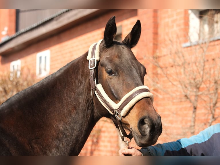 Akhal-Teke Giumenta 9 Anni 160 cm Baio ciliegia in Karaganda