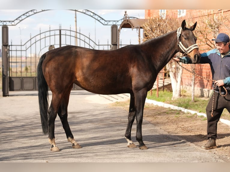 Akhal-Teke Giumenta 9 Anni 160 cm Baio ciliegia in Karaganda