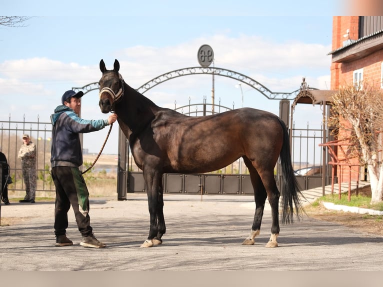 Akhal-Teke Giumenta 9 Anni 160 cm Baio ciliegia in Karaganda
