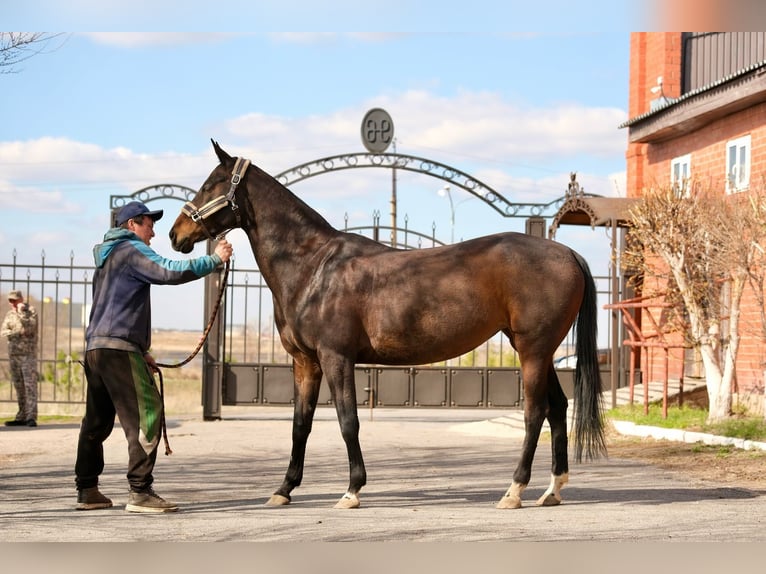 Akhal-Teke Giumenta 9 Anni 160 cm Baio ciliegia in Karaganda