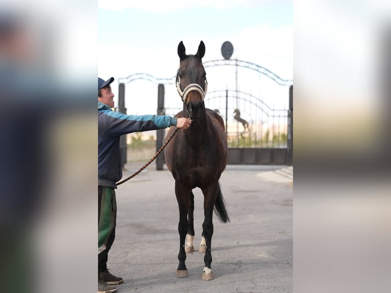 Akhal-Teke Giumenta 9 Anni 160 cm Baio ciliegia in Karaganda