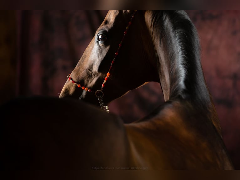 Akhal-Teke Giumenta 9 Anni 163 cm Baio in Welver