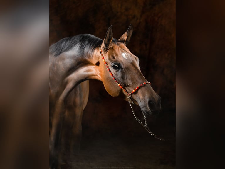 Akhal-Teke Giumenta 9 Anni 163 cm Baio in Welver