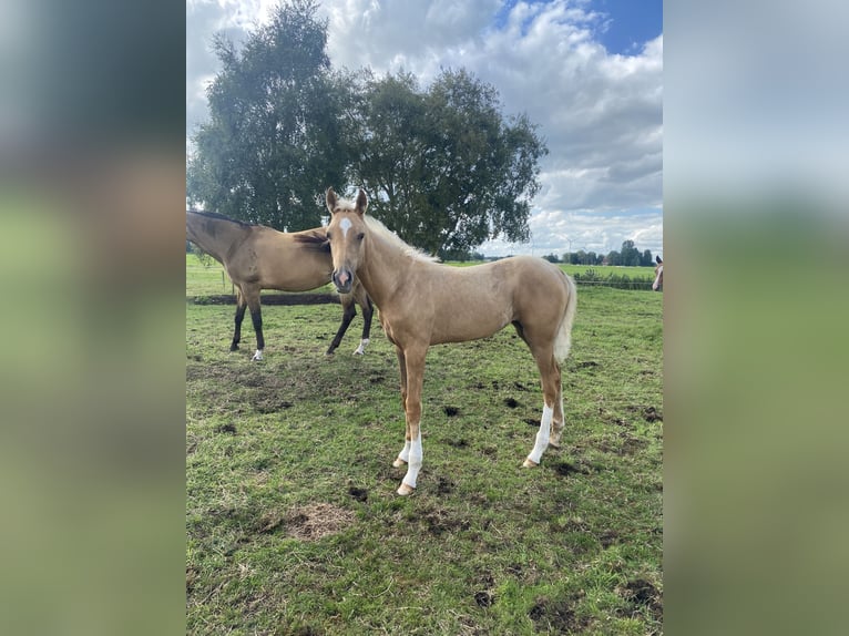 Akhal-Teke Giumenta Puledri
 (03/2024) Cremello in Ovelgönne