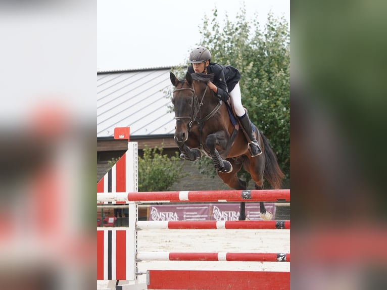Akhal-Teke Hengst 12 Jaar 158 cm Donkerbruin in Pujals Dels Cavallers