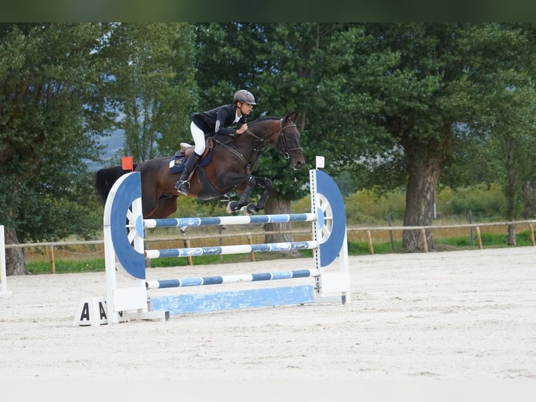 Akhal-Teke Hengst 12 Jaar 158 cm Donkerbruin in Pujals Dels Cavallers
