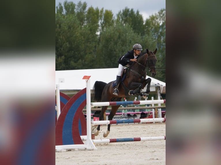 Akhal-Teke Hengst 12 Jaar 158 cm Donkerbruin in Pujals Dels Cavallers
