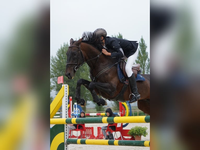 Akhal-Teke Hengst 12 Jaar 158 cm Donkerbruin in Pujals Dels Cavallers