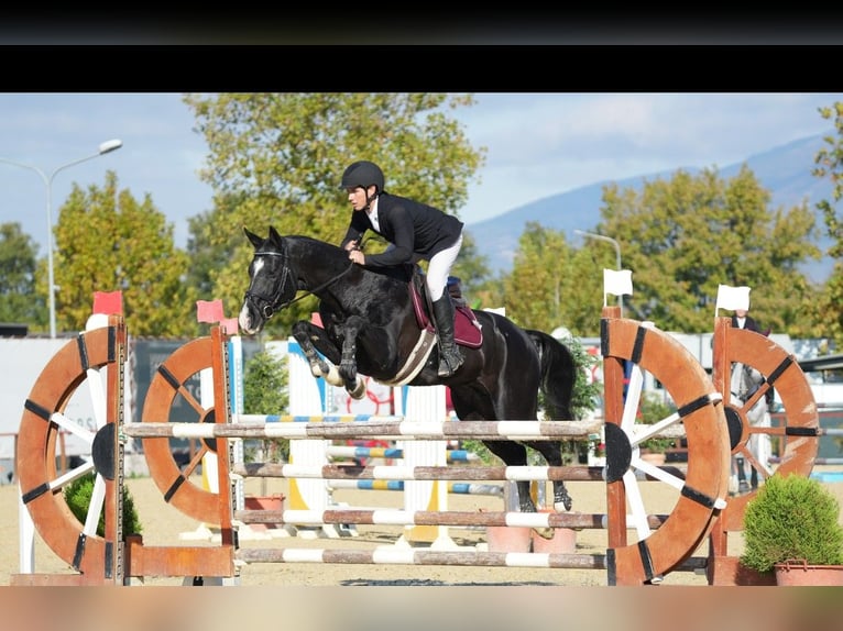 Akhal-Teke Hengst 13 Jaar 165 cm Zwart in L’ Aquila