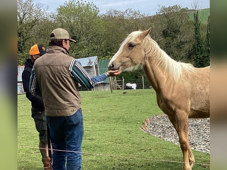 Akhal-Teke Mix Hengst 1 Jaar 173 cm Palomino in Cornwall
