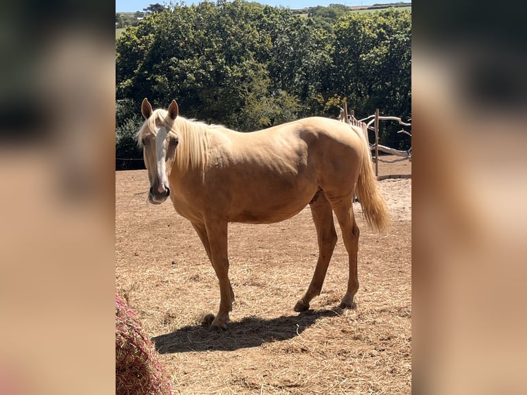 Akhal-Teke Mix Hengst 1 Jaar 173 cm Palomino in Cornwall