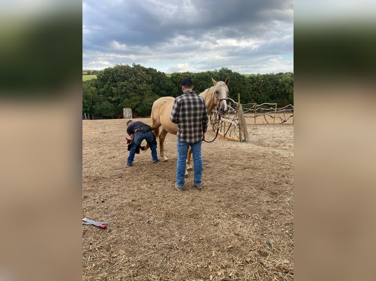 Akhal-Teke Mix Hengst 1 Jaar 173 cm Palomino in Cornwall