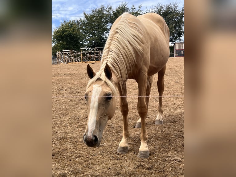 Akhal-Teke Mix Hengst 1 Jaar 173 cm Palomino in Cornwall