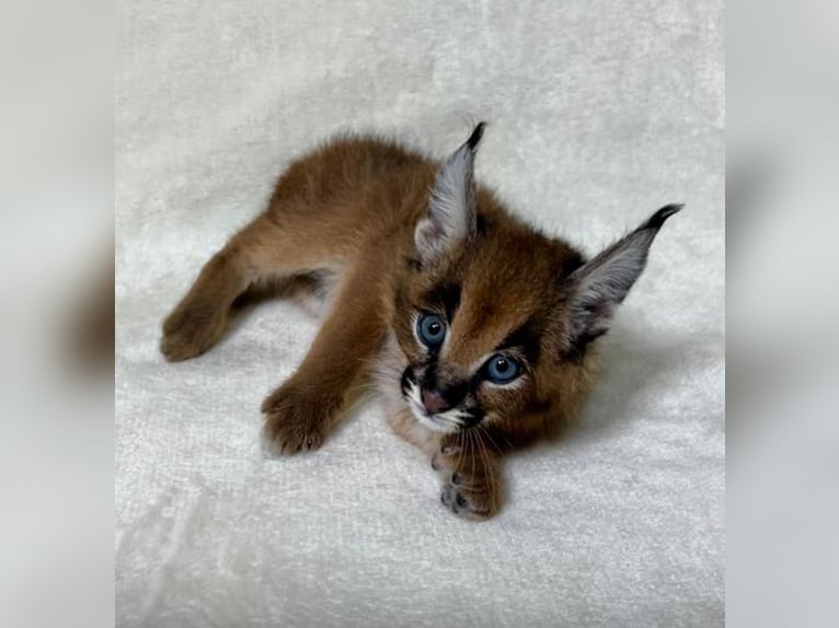 Akhal-Teke Mix Hengst 1 Jaar Bruin in vaduz