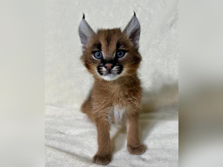 Akhal-Teke Mix Hengst 1 Jaar Bruin in vaduz